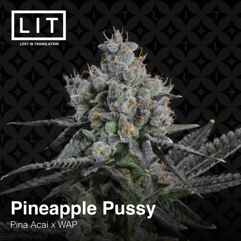 PINEAPPLE PUSSY (Pina Acai x WAP) feminized cannabis seeds. LIT FARMS