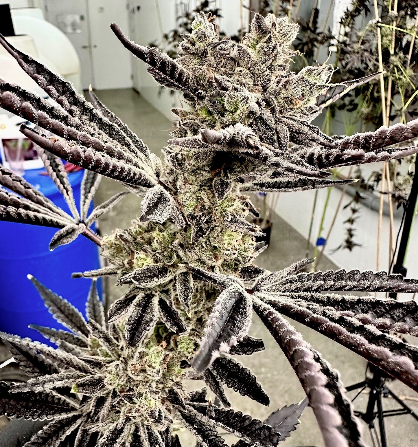 Pop Star ( Starfighter x Gary Poppins ) Exotic Genetix