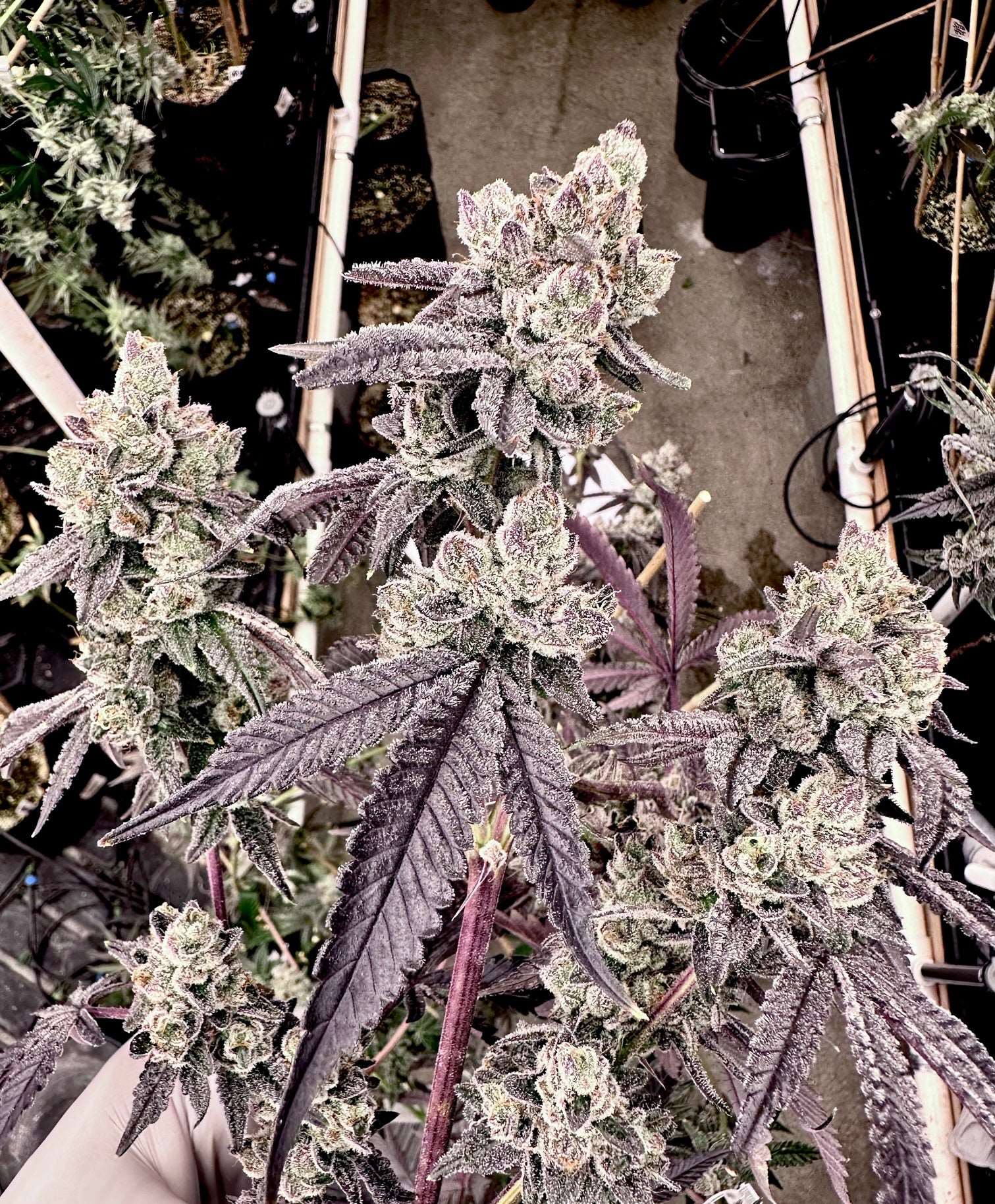 Porto Leche Mother: Oooze Reversal: Grape Jubilee Exotic Genetix