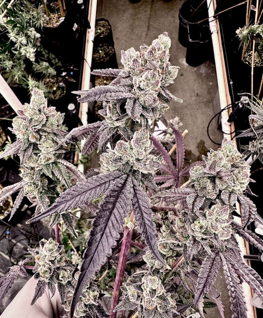 Porto Leche Mother: Oooze Reversal: Grape Jubilee Exotic Genetix