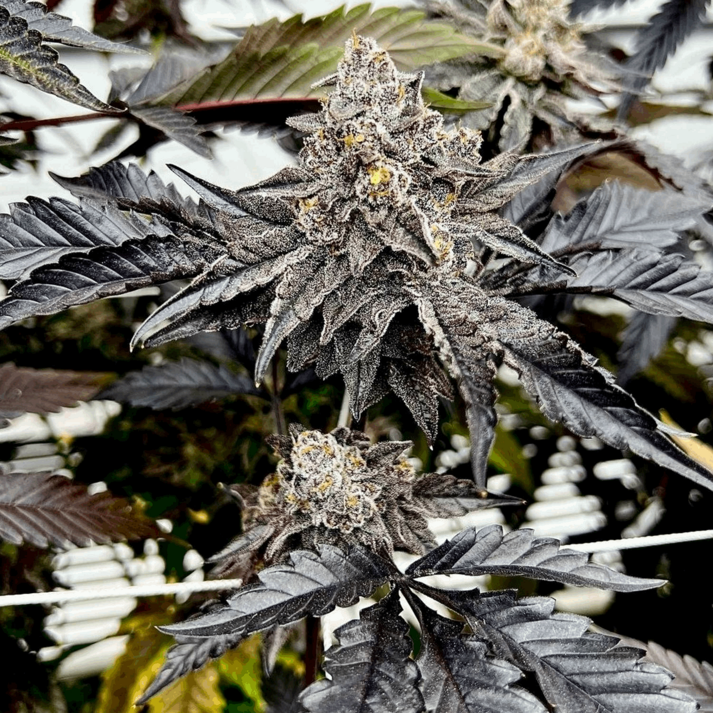 Power Seeds (Gary Payton x Scotty 2 Hotty) 6 Fems Exotic Genetix