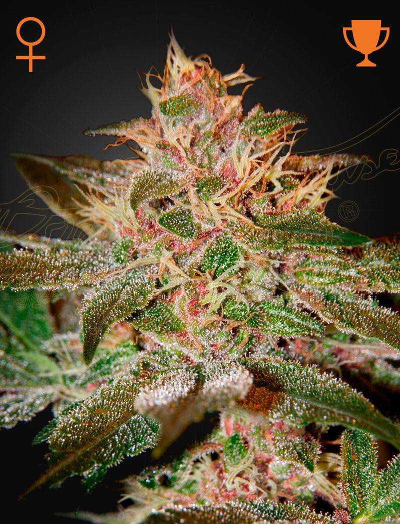 PURE KUSH by Green House Seed Co. GENETICS Kush phenotype, clone-only strain Feminized Cannabis Seeds
