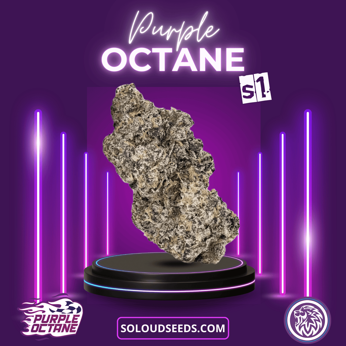 PURPLE OCTANE S1 (Biscotti x Sherb BX1) x Jealousy F2 SOLOUD GROUP
