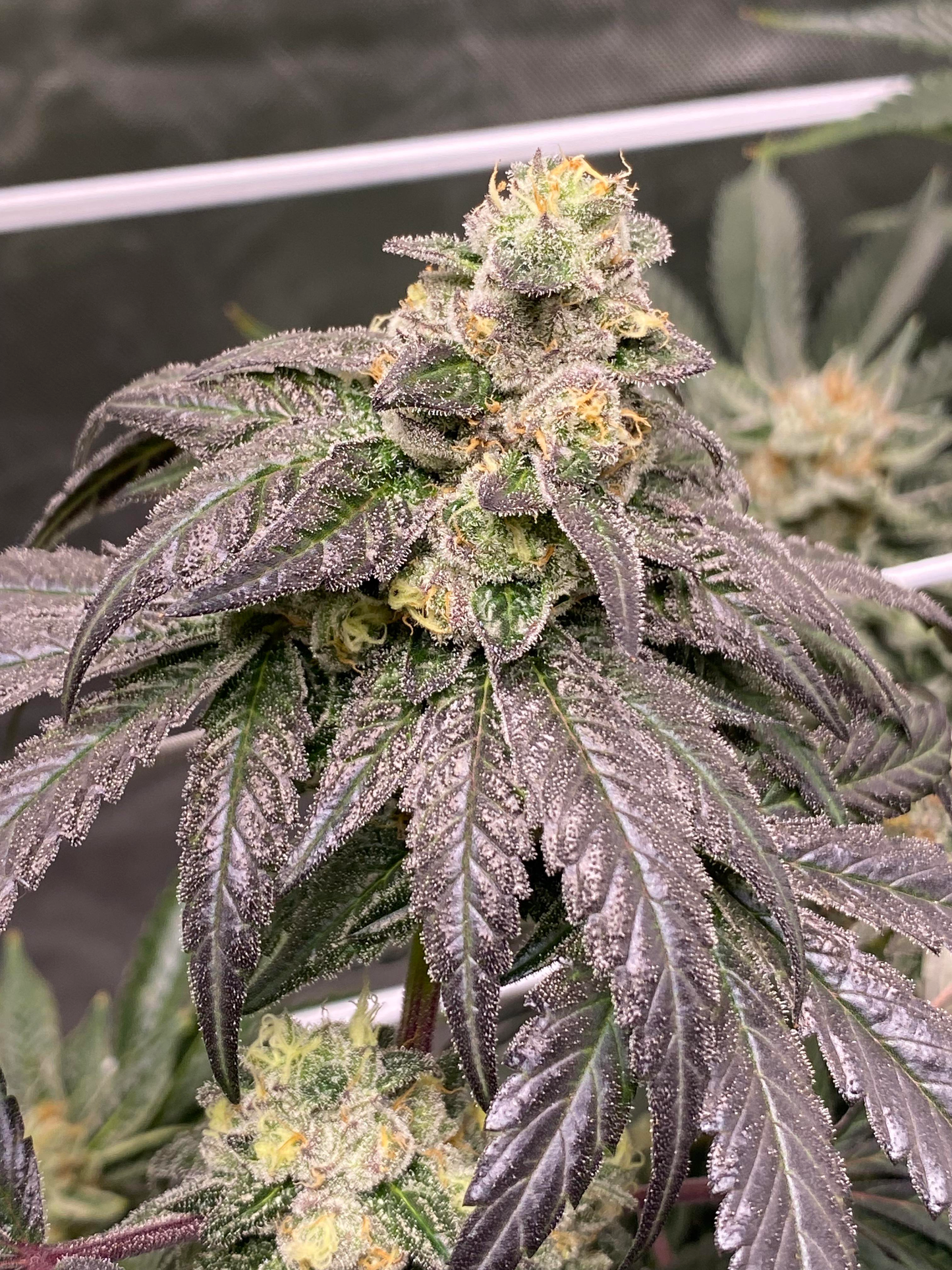 PRESSURE STRAIN EXOTIC GENETIX