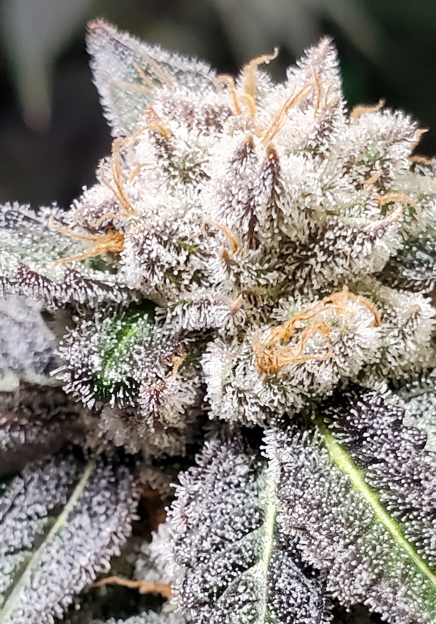 RED BANANA STRAIN SEEDS