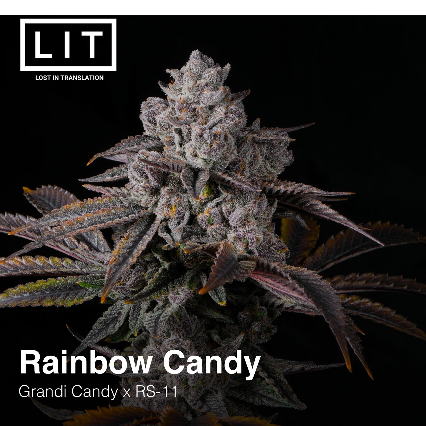 RAINBOW CANDY FEM