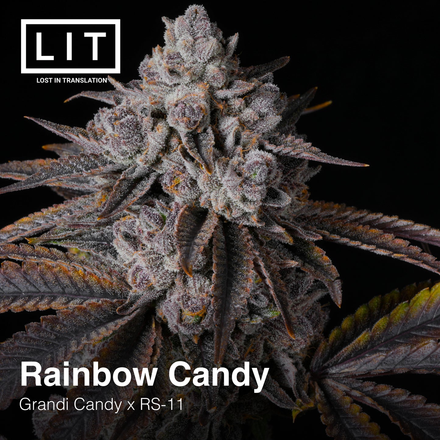 RAINBOW CANDY (GRANDI CANDI X RS11) LIT FARMS FEMINIZED CANNABIS SEEDS
