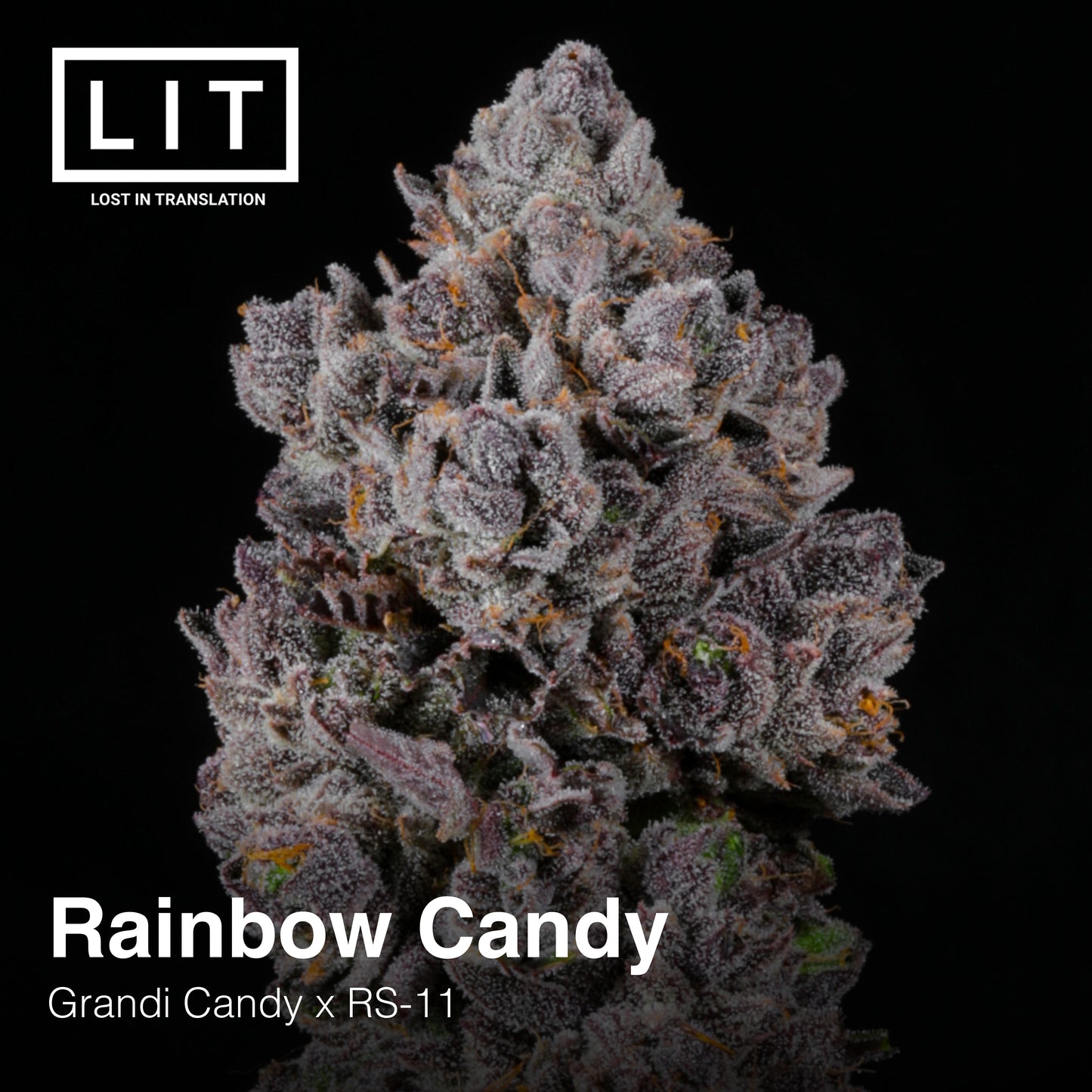 RAINBOW CANDY FEM