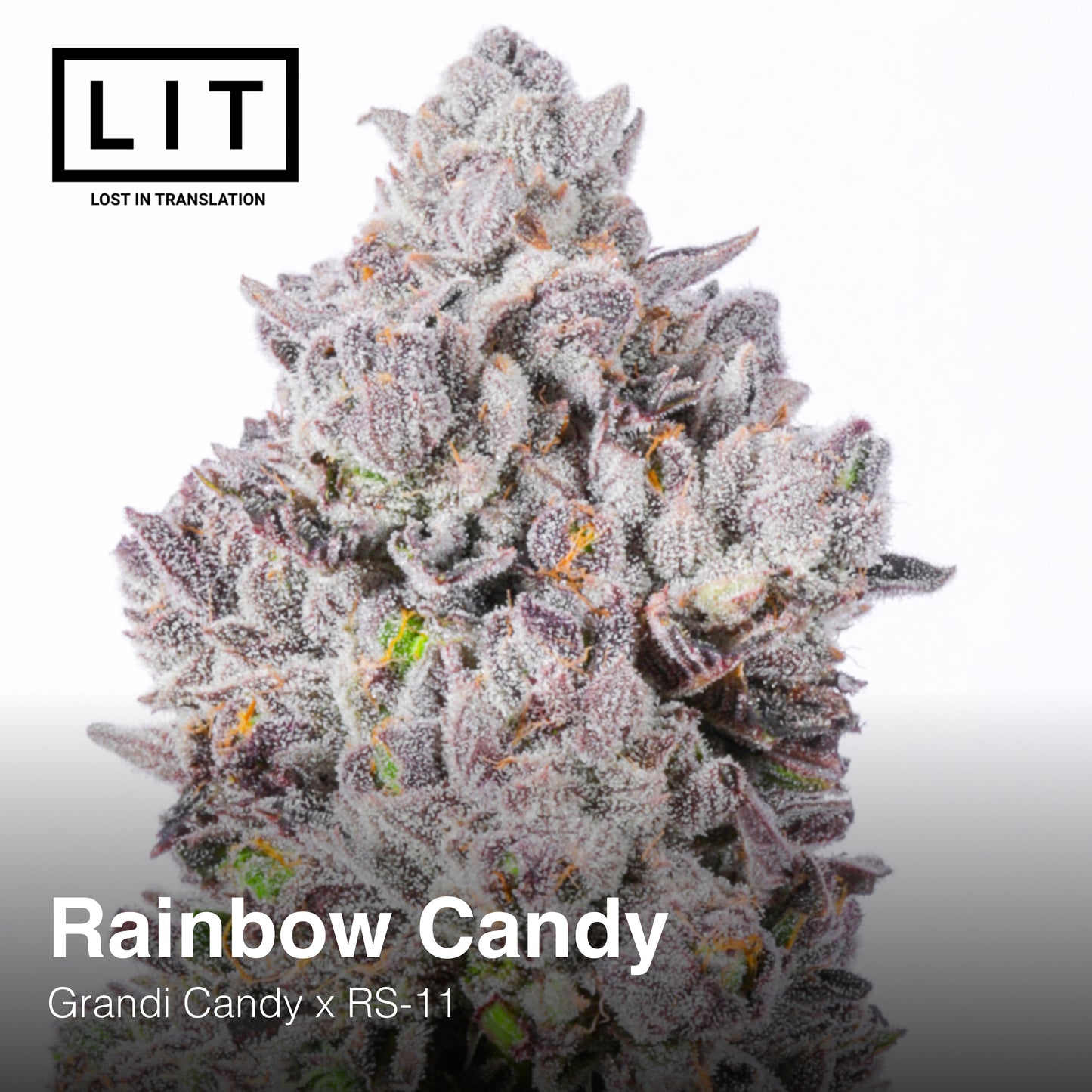 RAINBOW CANDY FEM