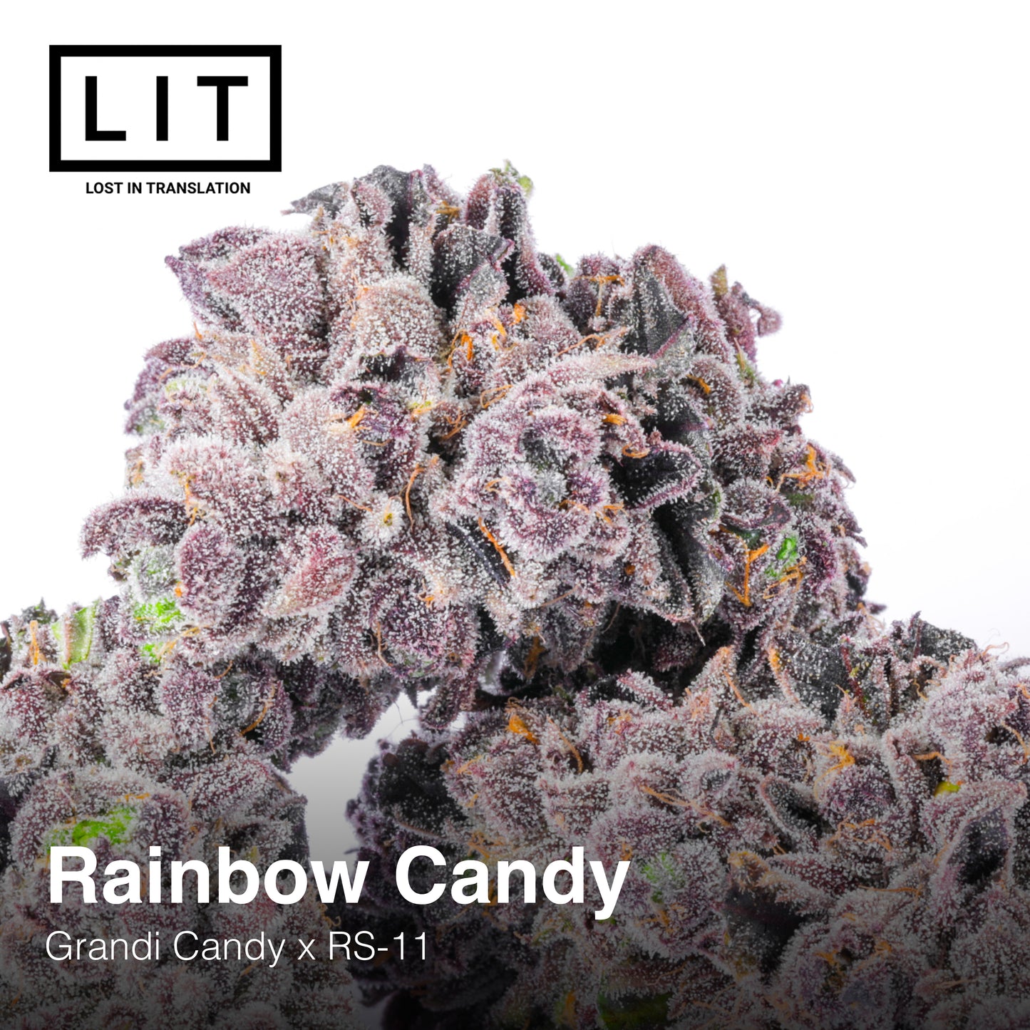 RAINBOW CANDY FEM