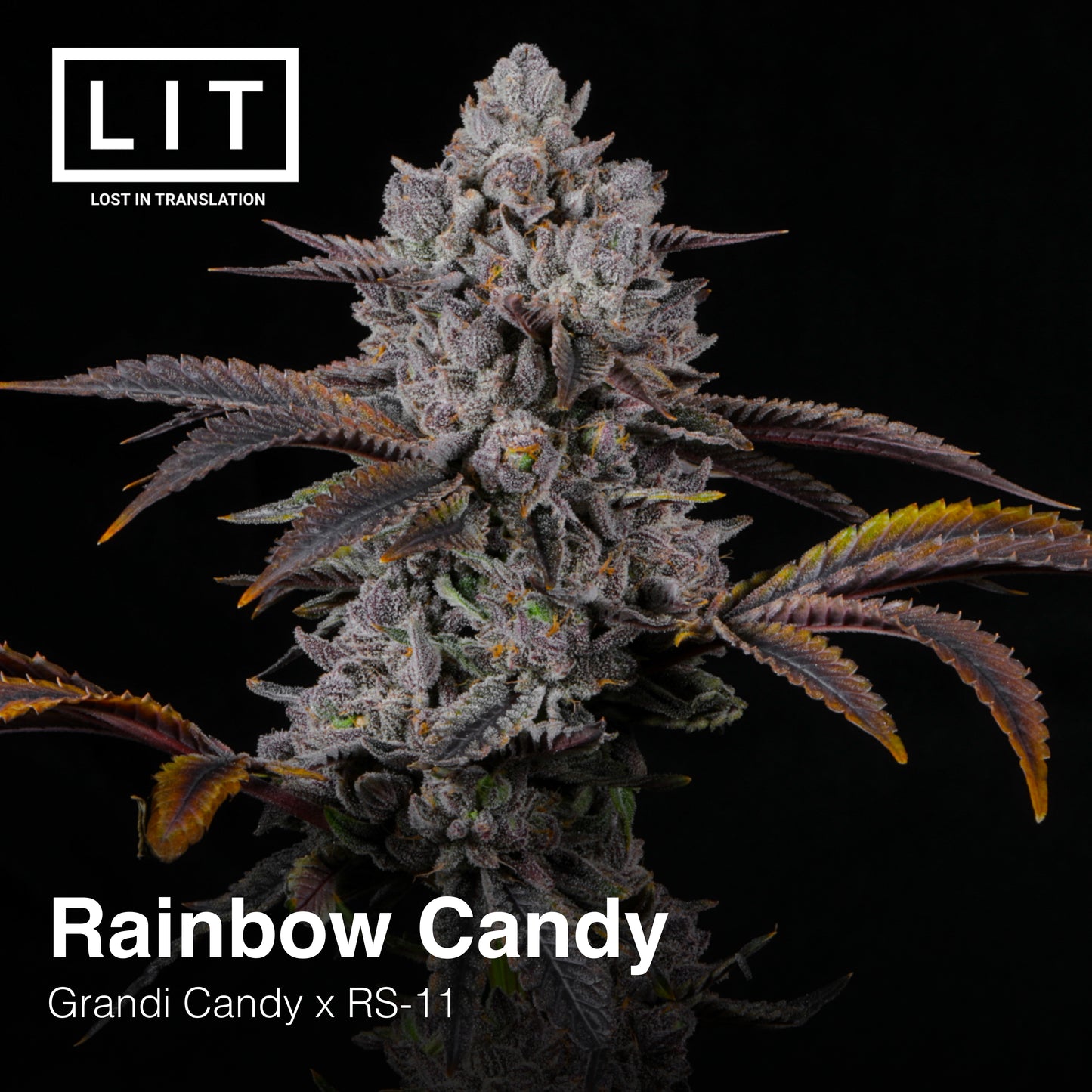 RAINBOW CANDY FEM