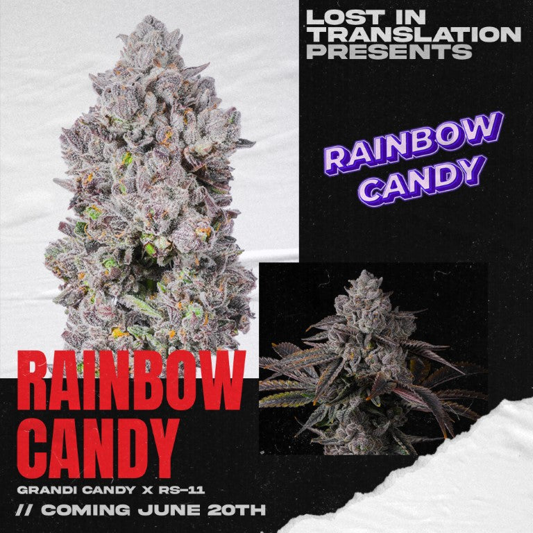 RAINBOW CANDY FEM