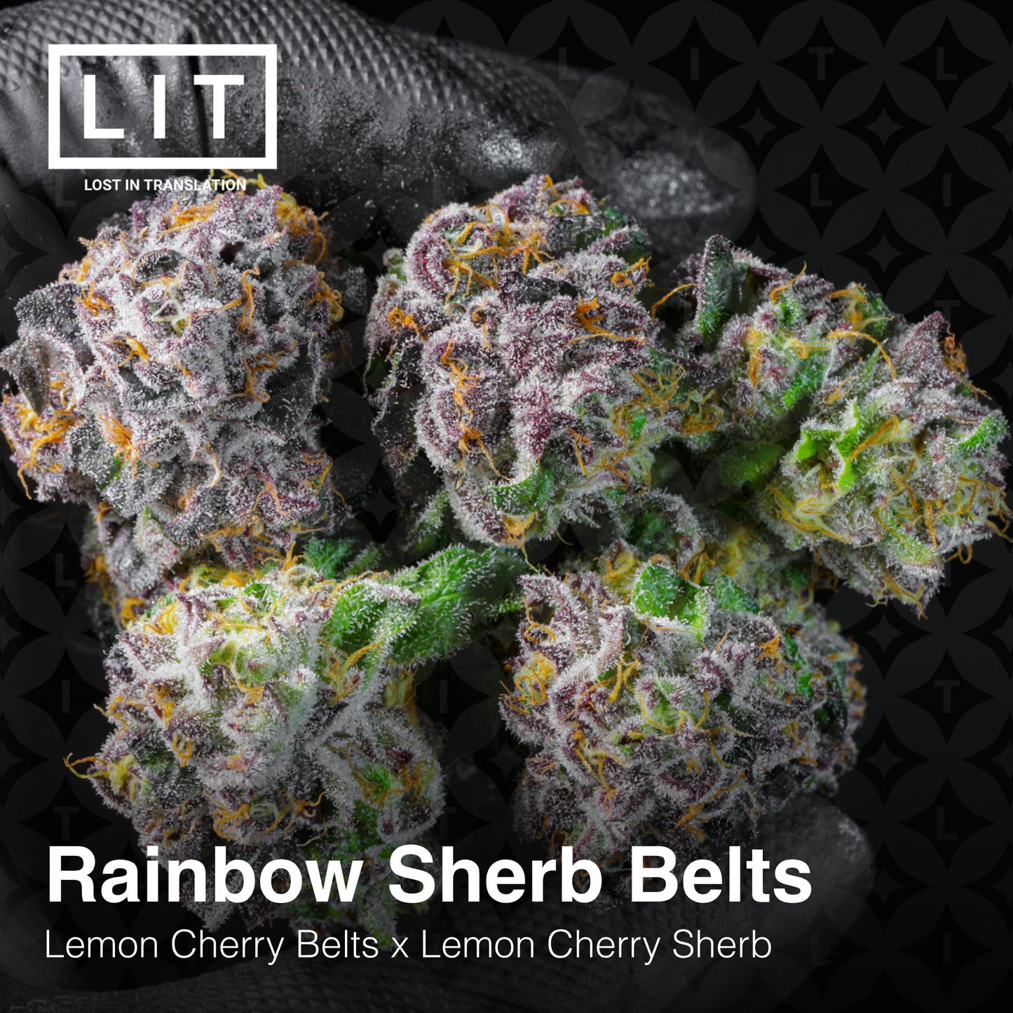 RAINBOW SHERB BELTS (FEM)