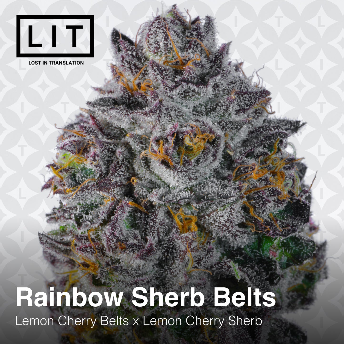 RAINBOW SHERB BELTS (FEM)
