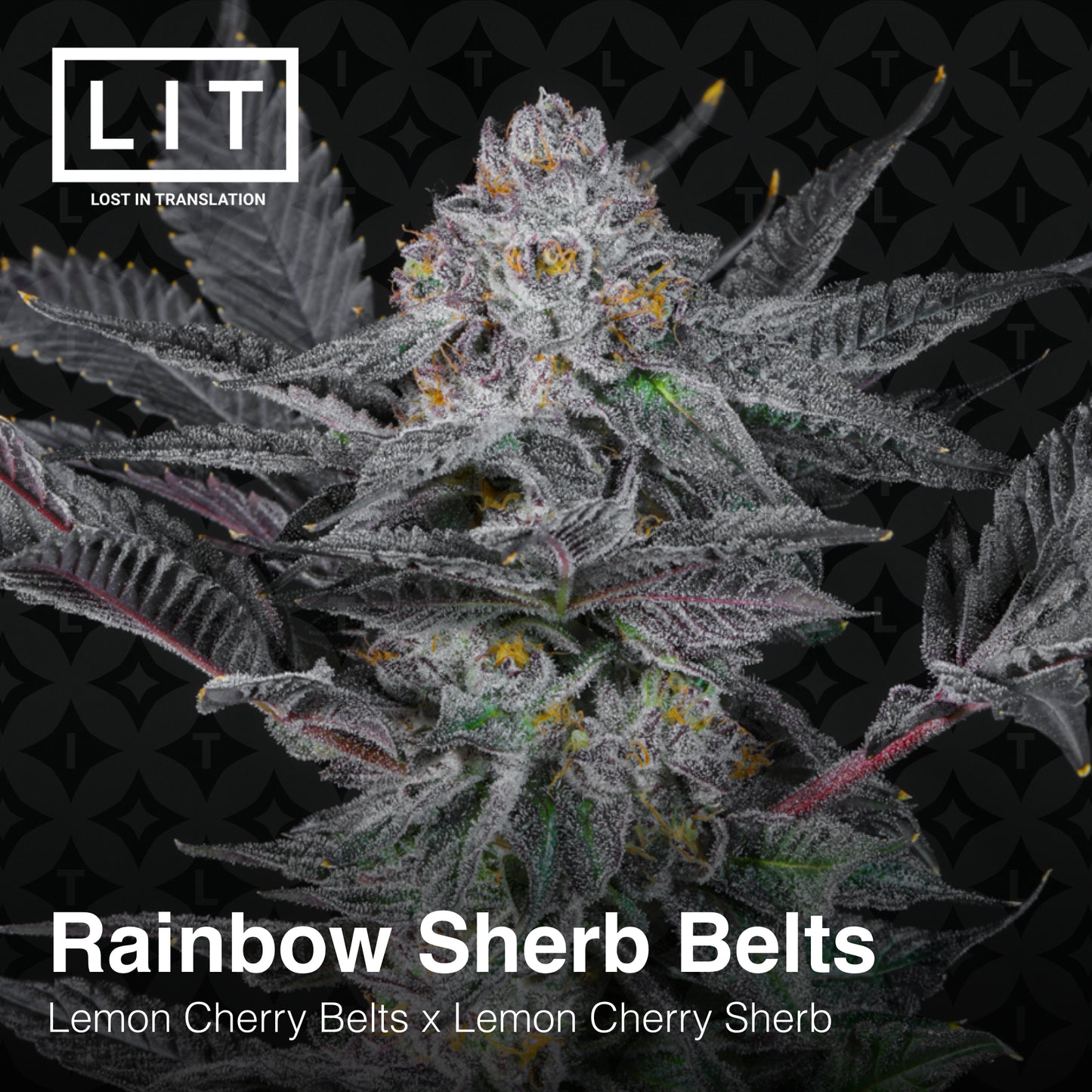 RAINBOW SHERB BELTS (FEM)