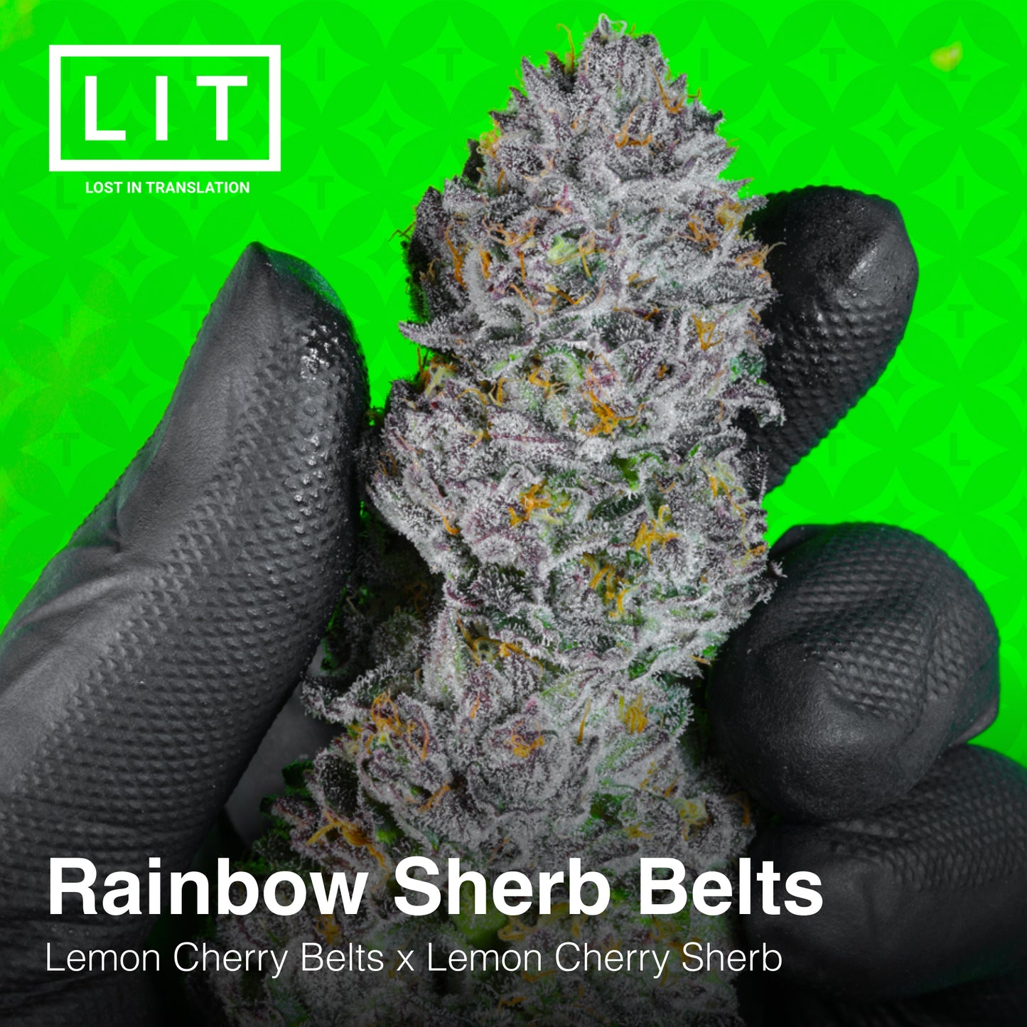 RAINBOW SHERB BELTS (FEM)