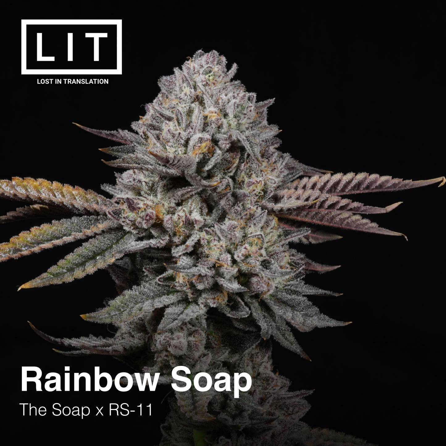 RAINBOW SOAP FEM
