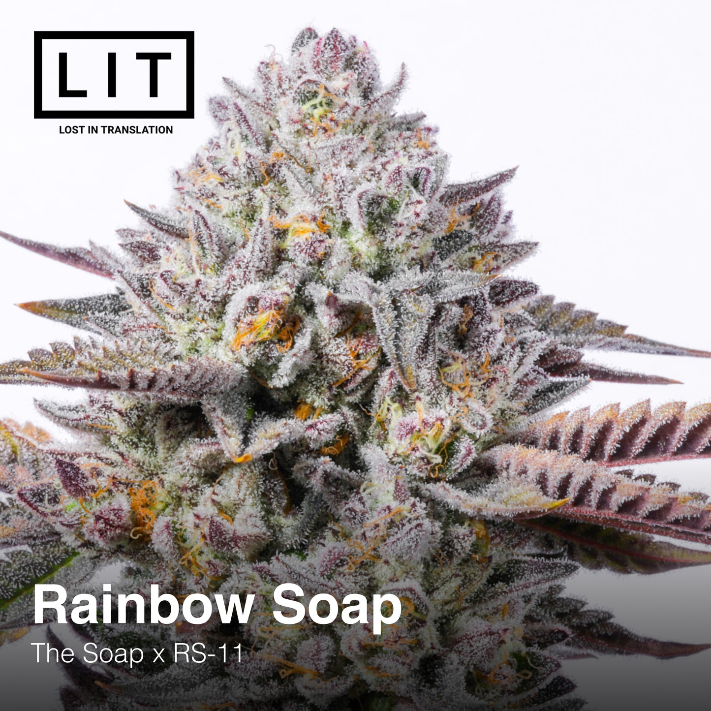 RAINBOW SOAP (SOAP X RS11) LIT FARMS FEMINIZED CANNABIS SEEDS