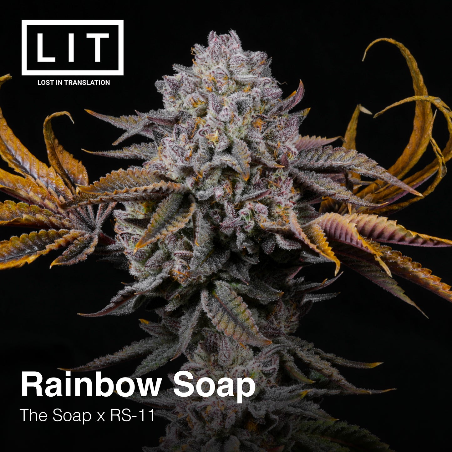 RAINBOW SOAP FEM