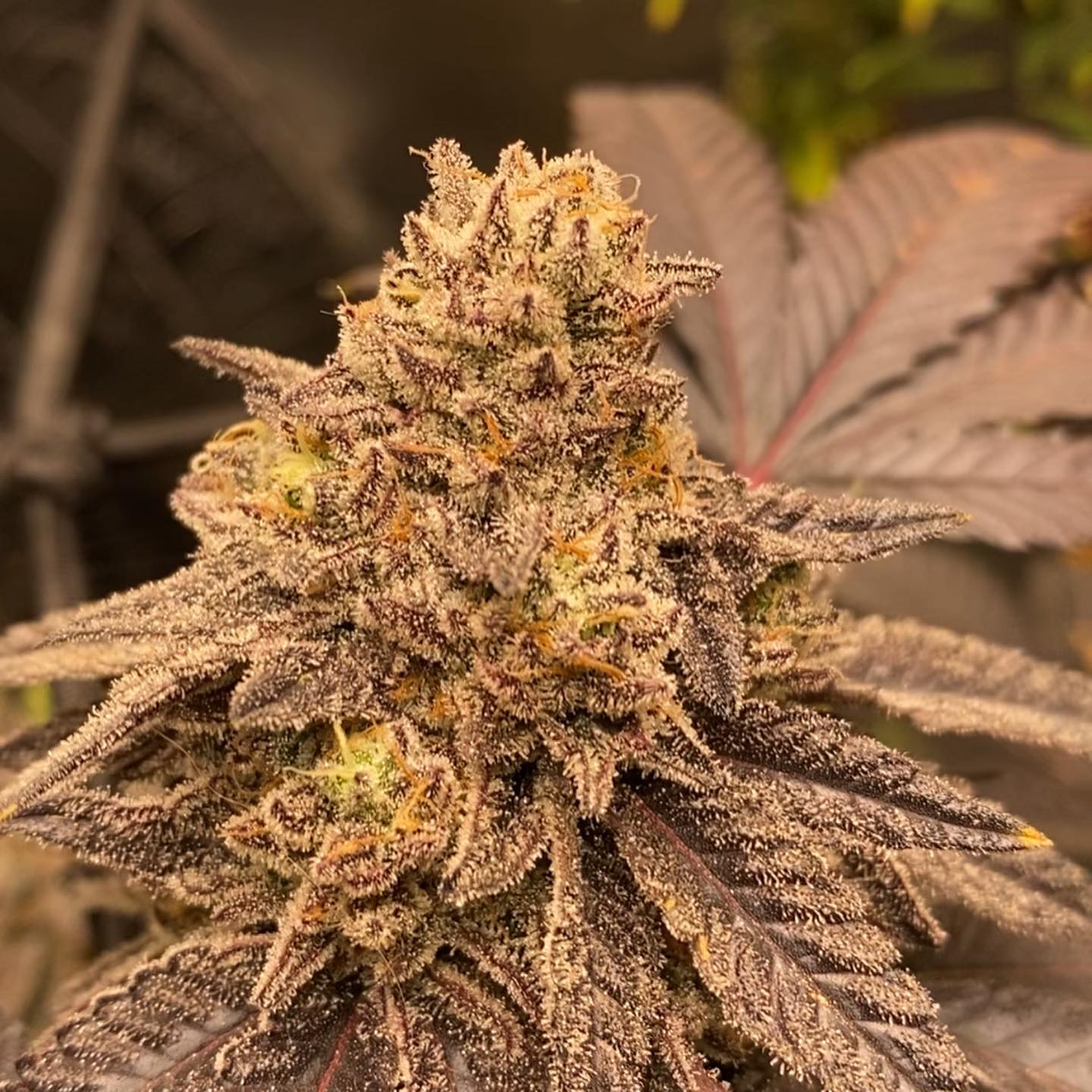 COOKIE CREAM CAKE (FEM)