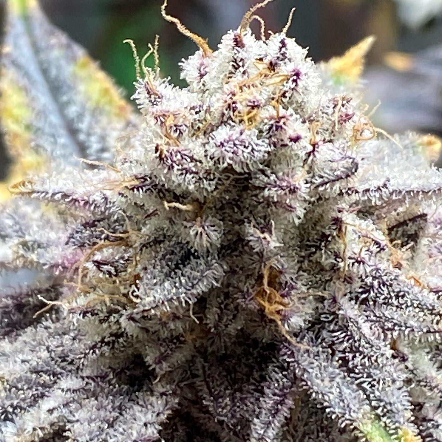 COOKIE CREAM CAKE (FEM)