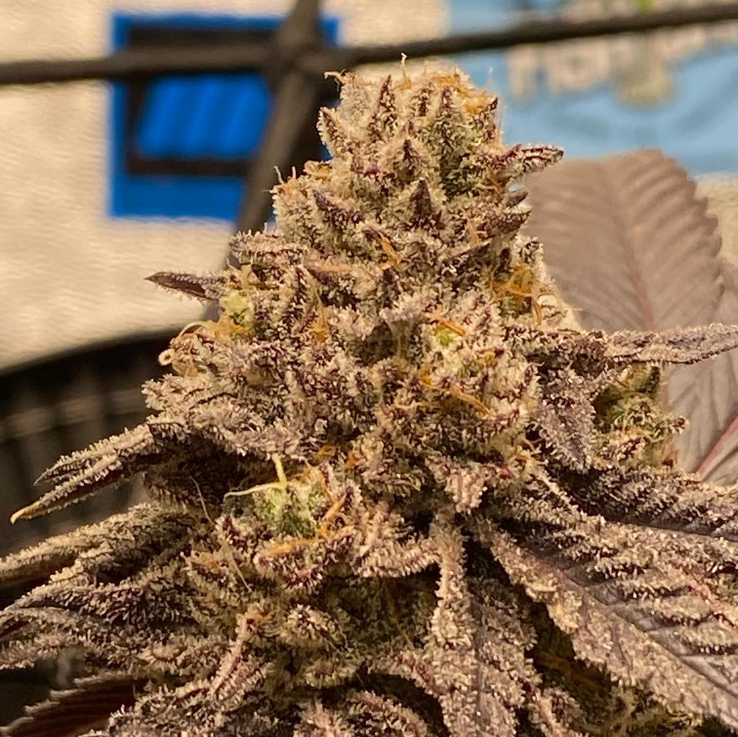 COOKIE CREAM CAKE (FEM)