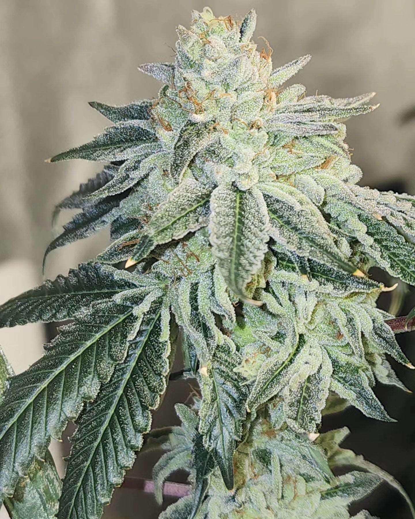Cereal Milk x Zawtz Cannarado Genetics