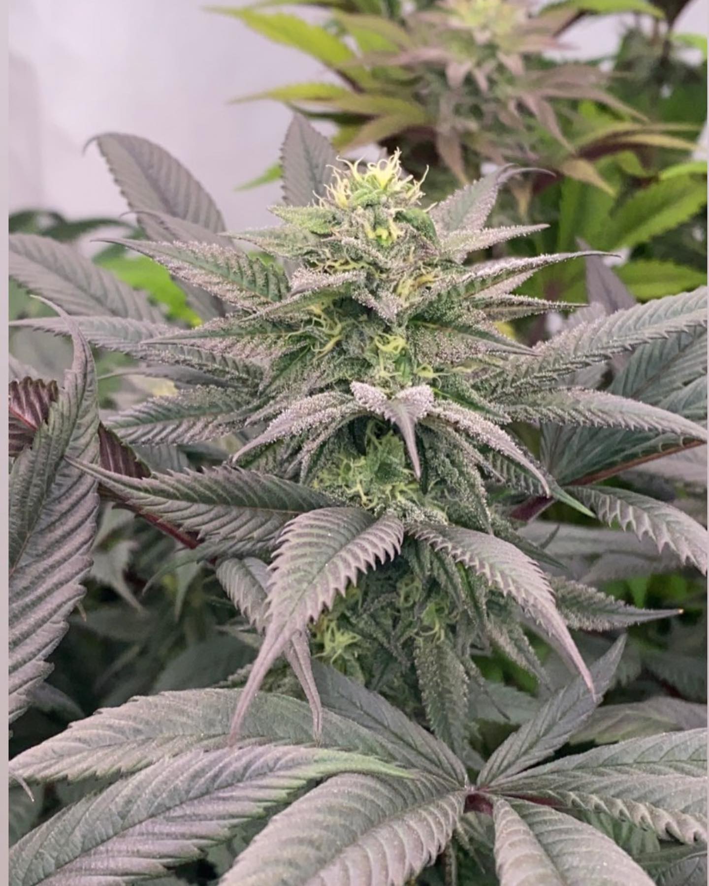 3340 (GELATO 33 x GELATO 40) FEM