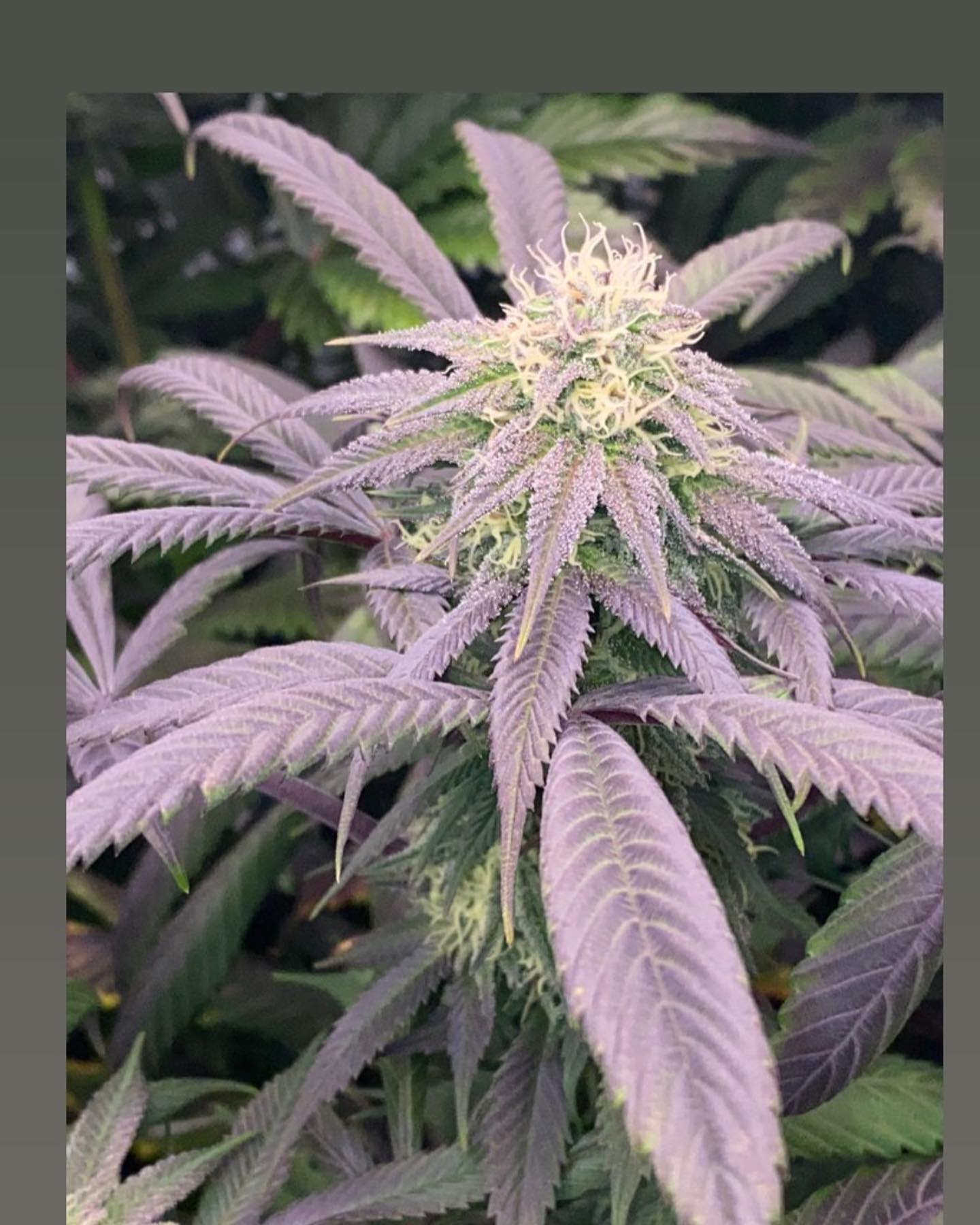 3340 (GELATO 33 x GELATO 40) FEM