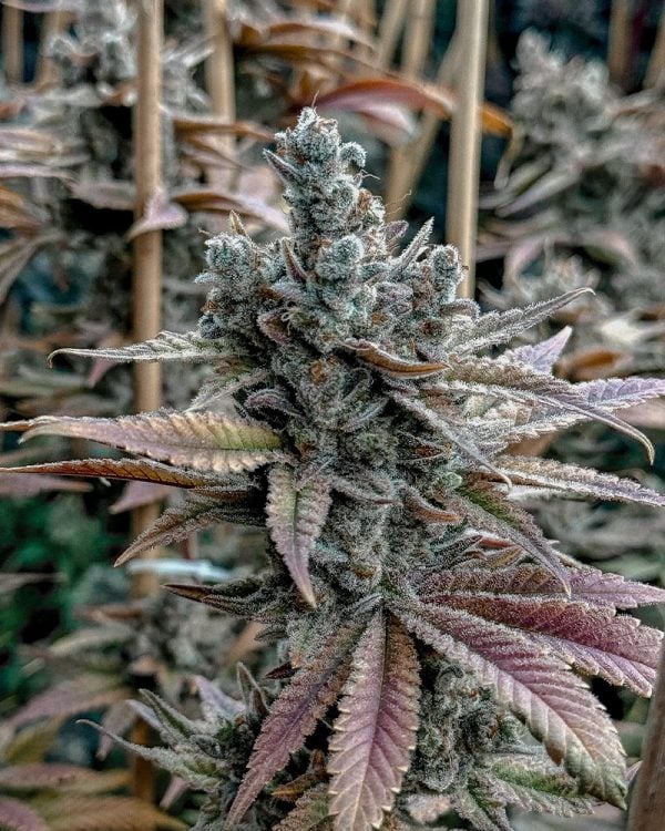 LEMON ELIXIR FEM Solfire Gardens