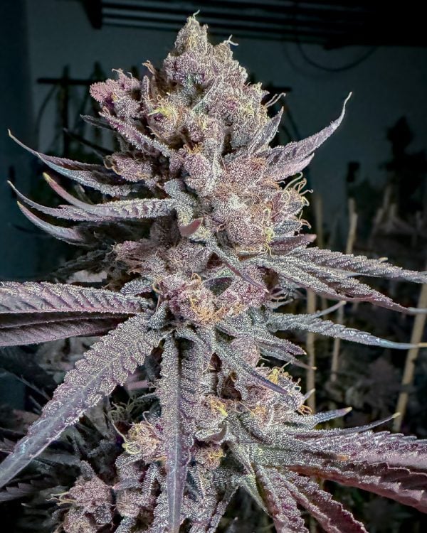 RIPE FEM Solfire Gardens