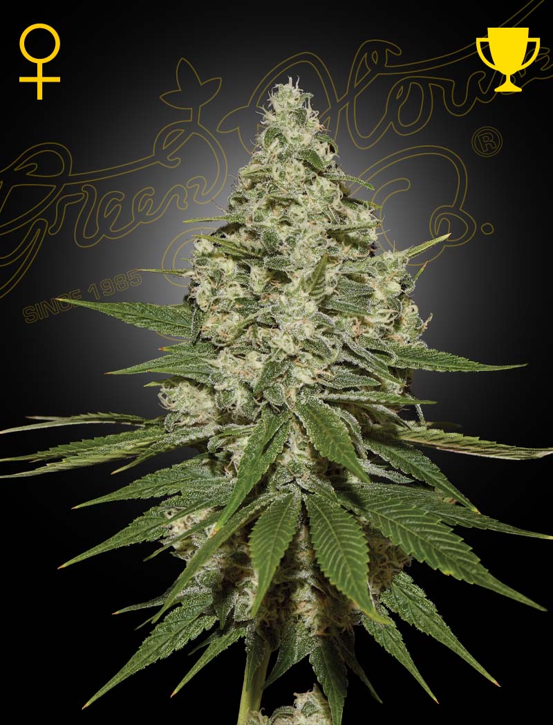 SUPER LEMON HAZE strain by Green House Seed Co. Feminized cannabis seeds GENETICS Lemon Skunk x Super Silver Haze