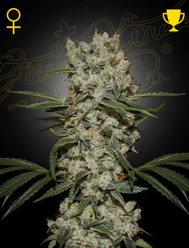 SUPER SILVER HAZE Strain by Green House Seed Co. GENETICS Skunk x Northern Lights x Haze Feminized Cannabis Seeds