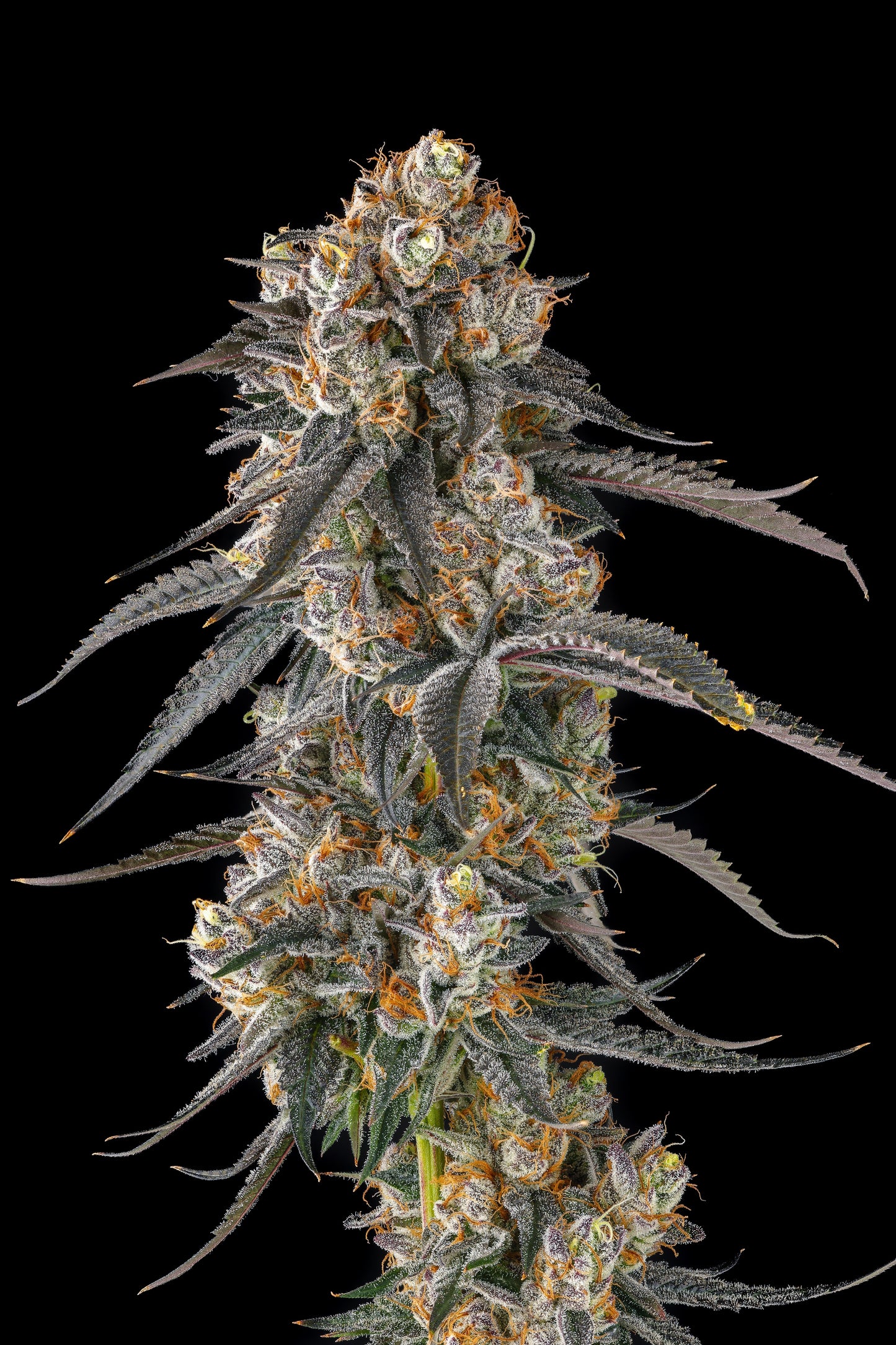 Solazo (Pinana x Black Amber) FEM