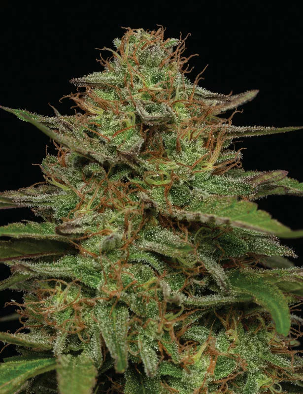 Strawberry Cheesecake Auto Fem Humboldt Seed Co