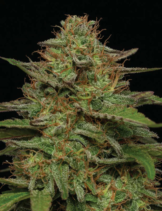 Strawberry Cheesecake Auto Fem Humboldt Seed Co