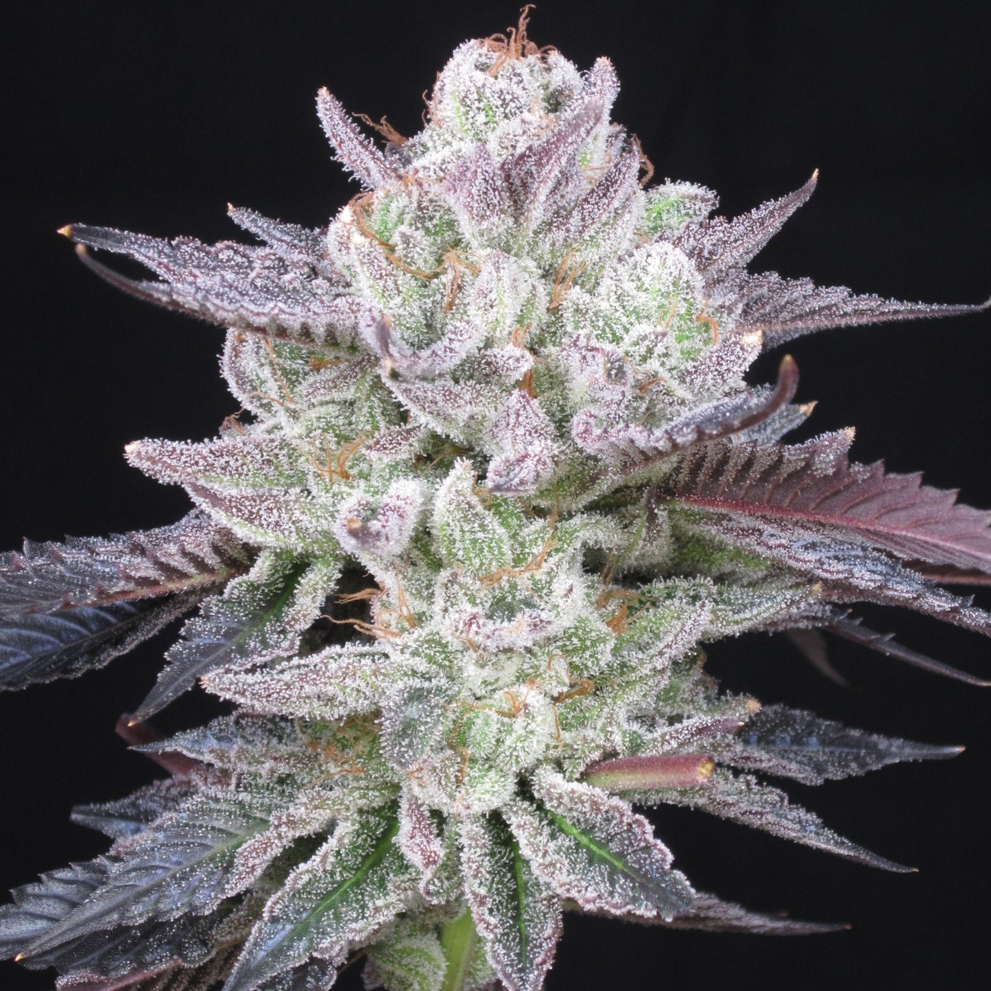 Strawberry Macaron Strain Feminized Cannabis Seeds