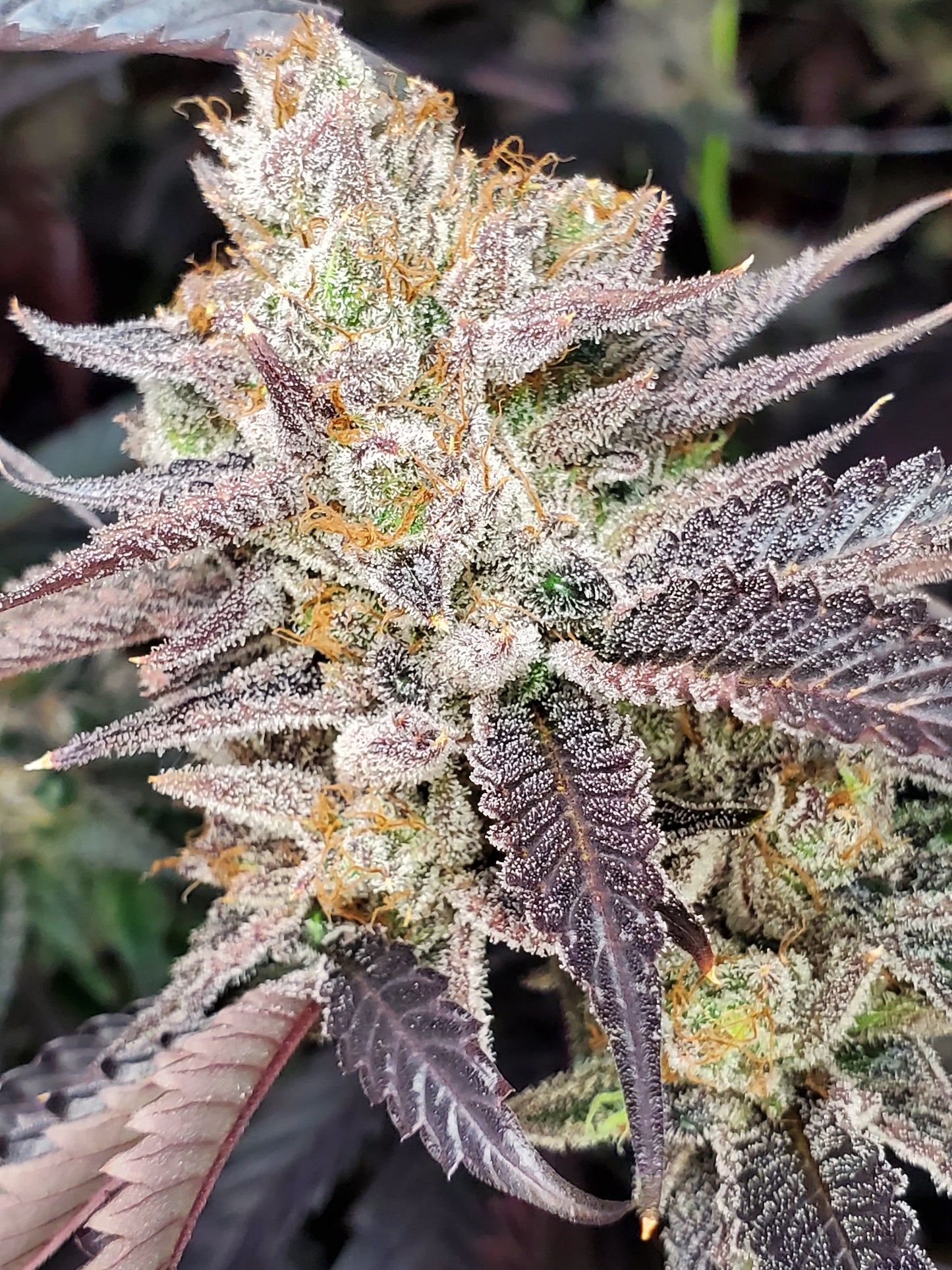 STRAWBERRY SUNDAE STRAIN FEMINIZED CANNABIS SEDDS