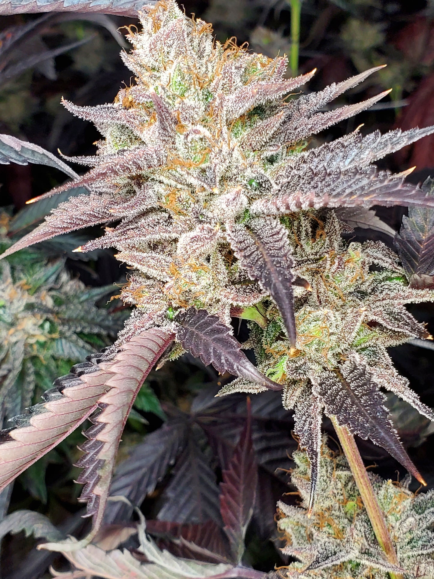 STRAWBERRY SUNDAE (FEM)