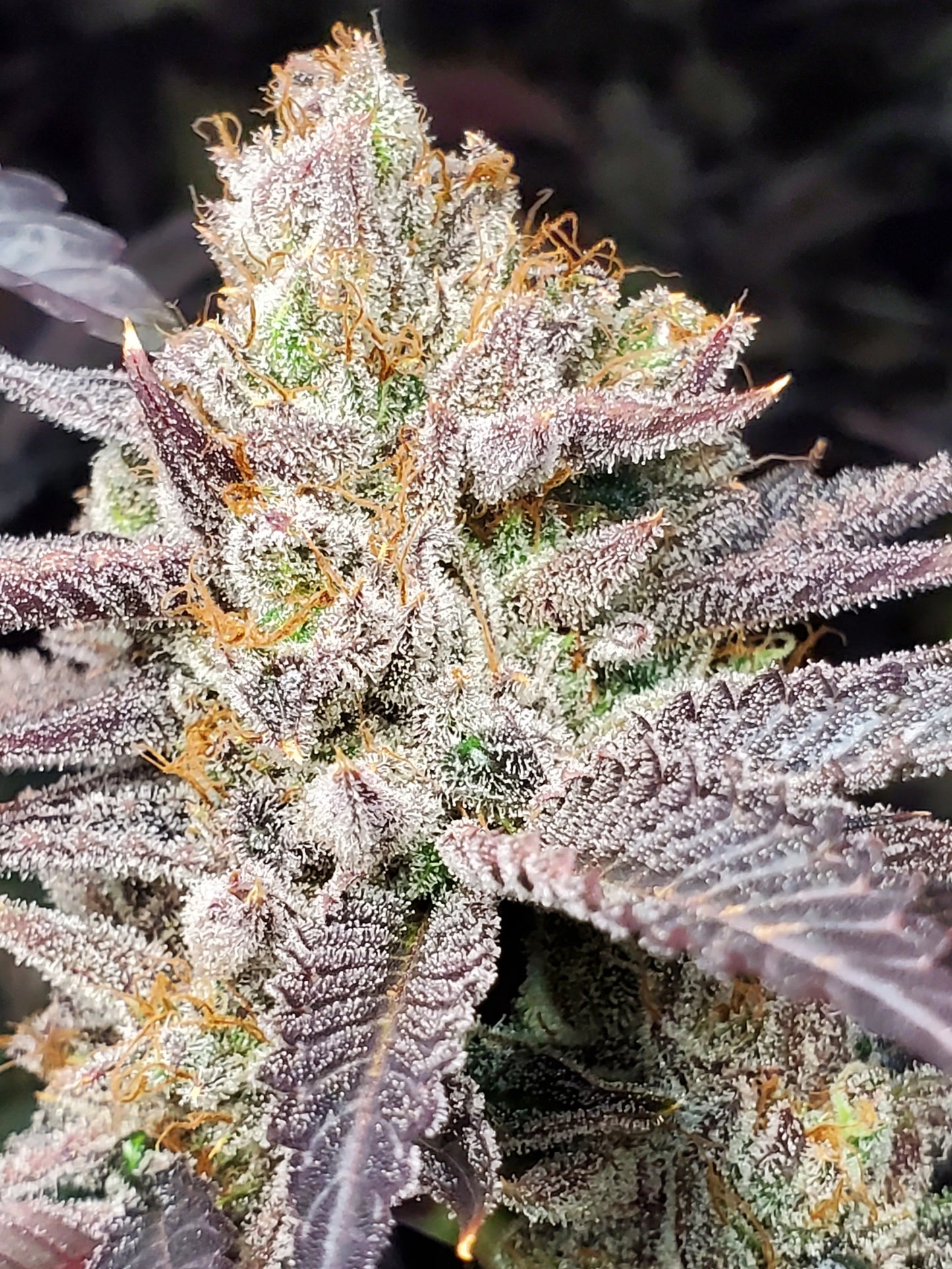 STRAWBERRY SUNDAE (FEM)