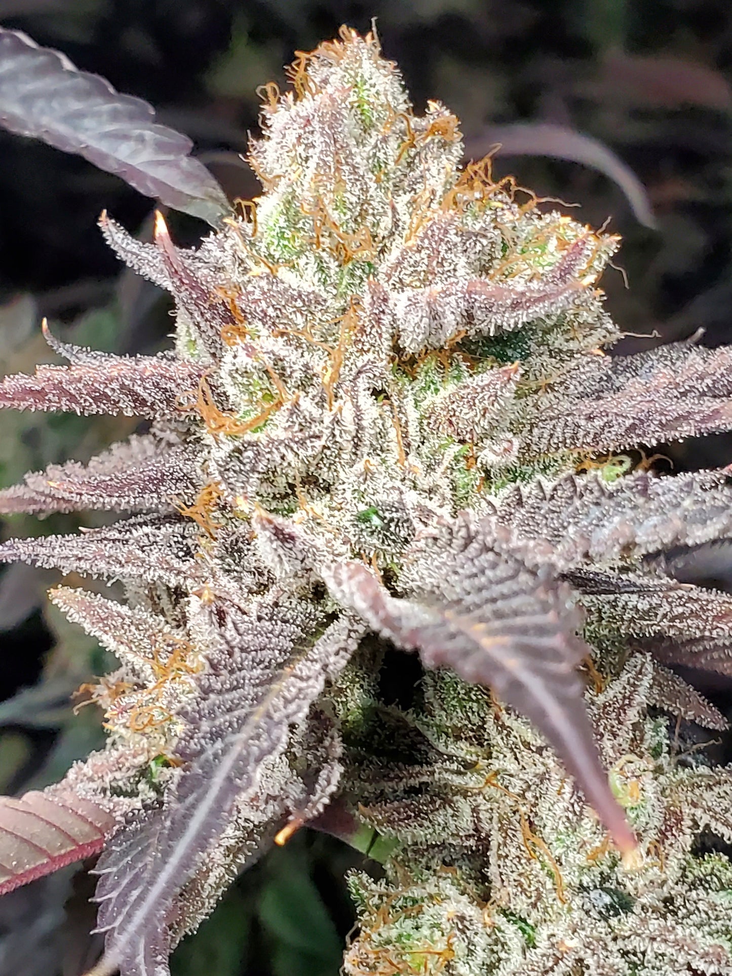 STRAWBERRY SUNDAE (FEM)
