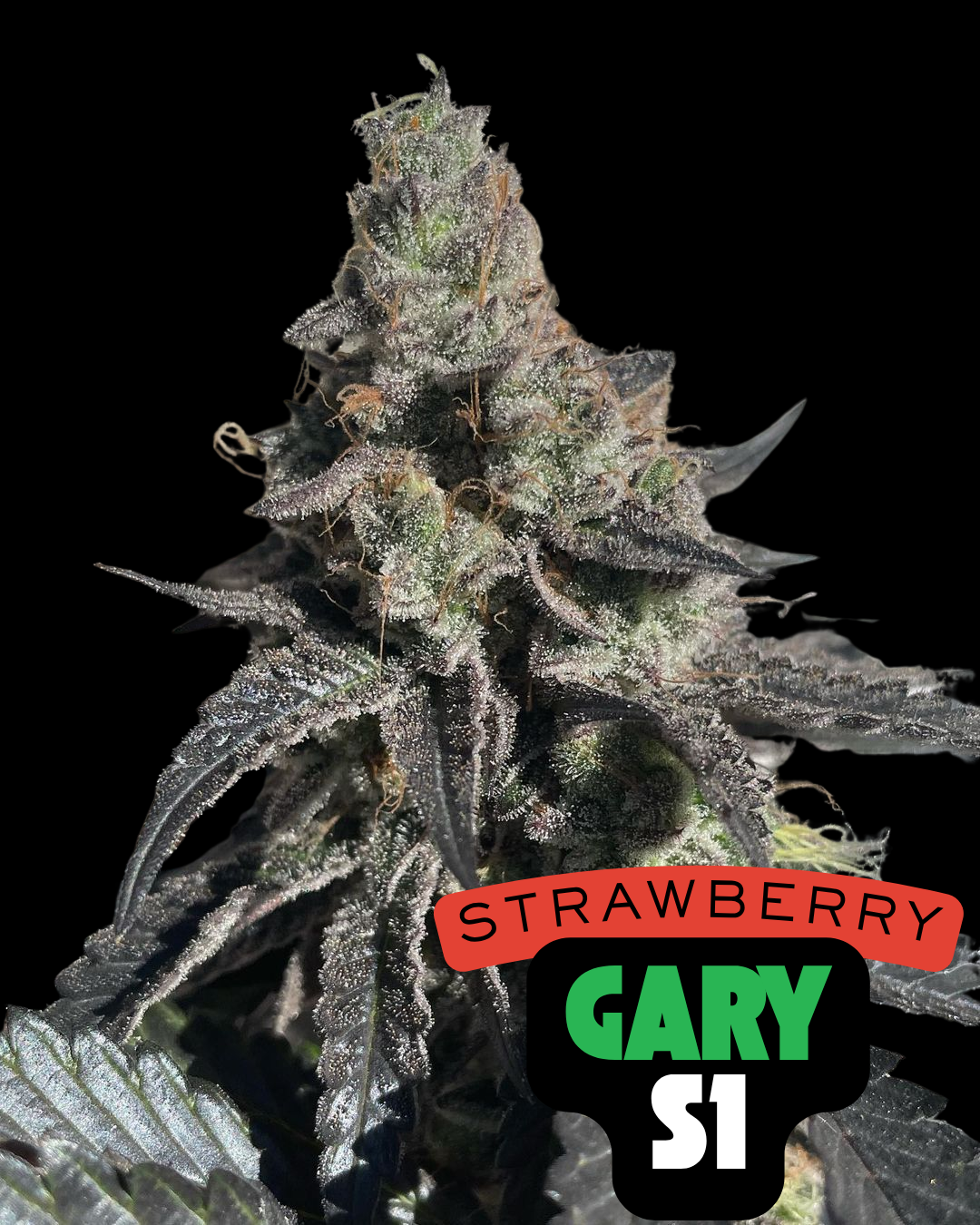 Strawberry Gary S1