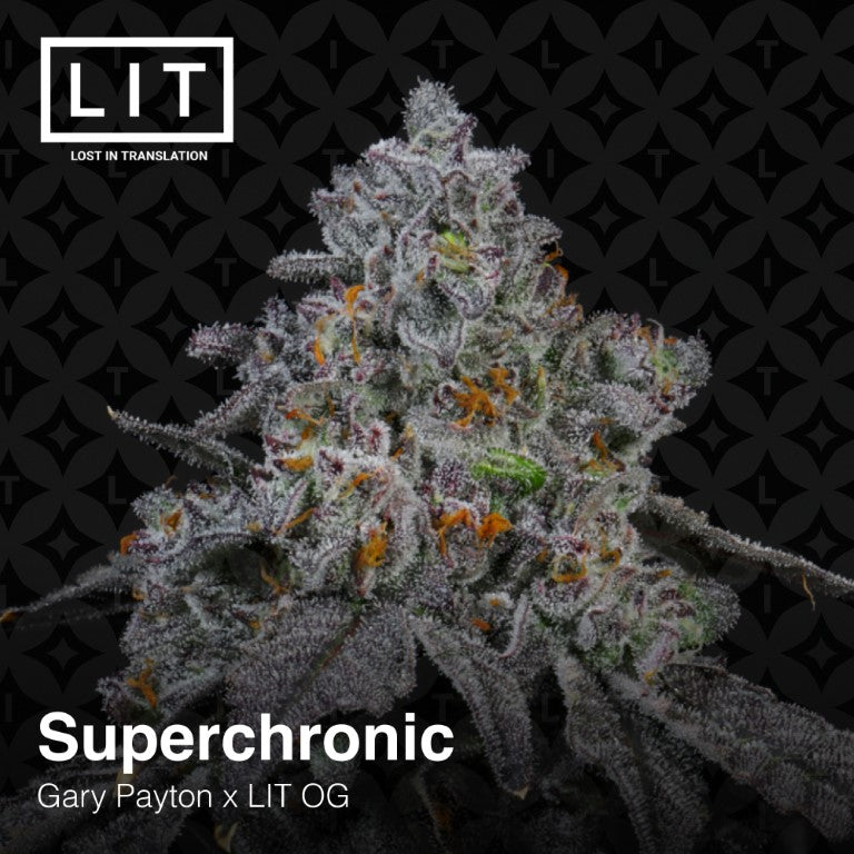 SUPERCHRONIC (GARY PAYTON x LIT OG) feminized cannabis seeds. LIT FARMS