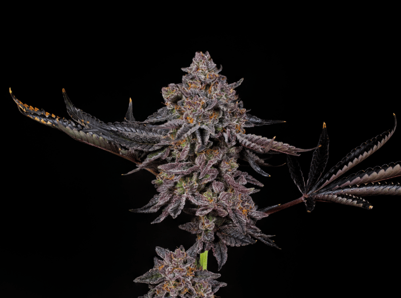 TIGERZ EYE (JOKERZ #31 X GASTRO POP) STRAIN FEMINIZED SEEDS COMPOUND GENETICS