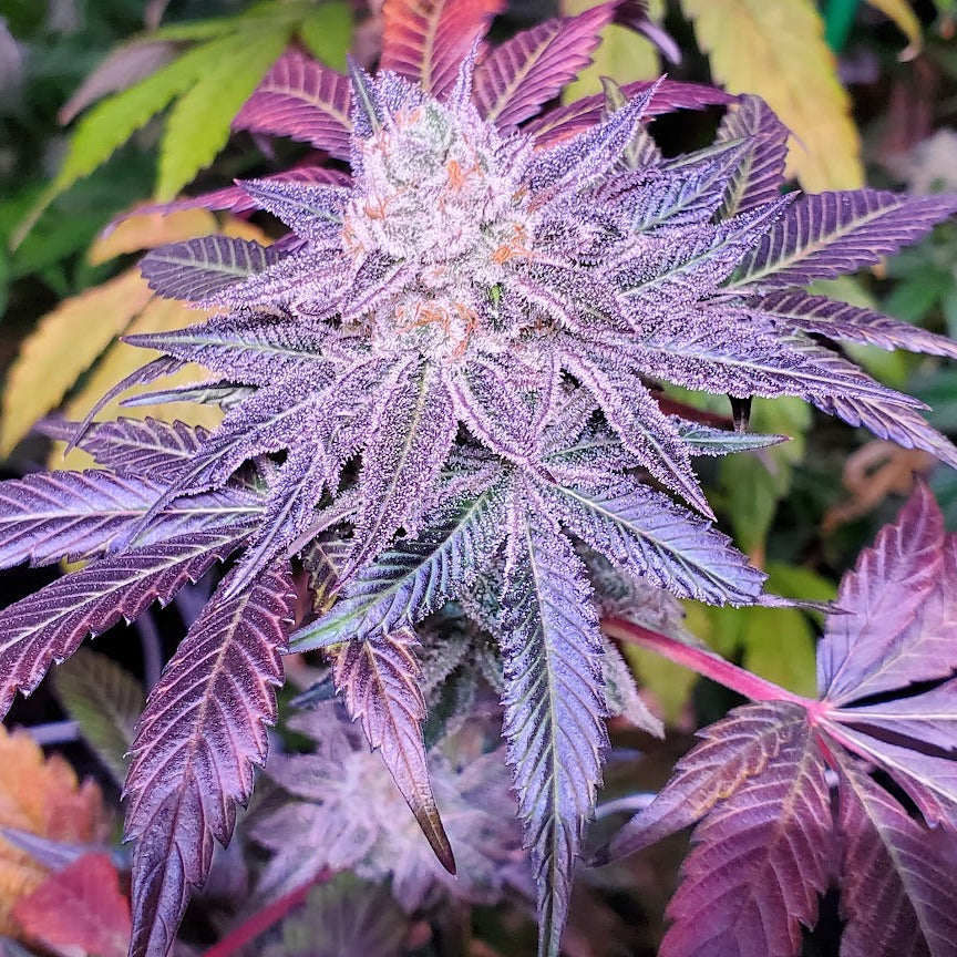 TOOTZIEZ (OOOZE X LACEZ) FEM