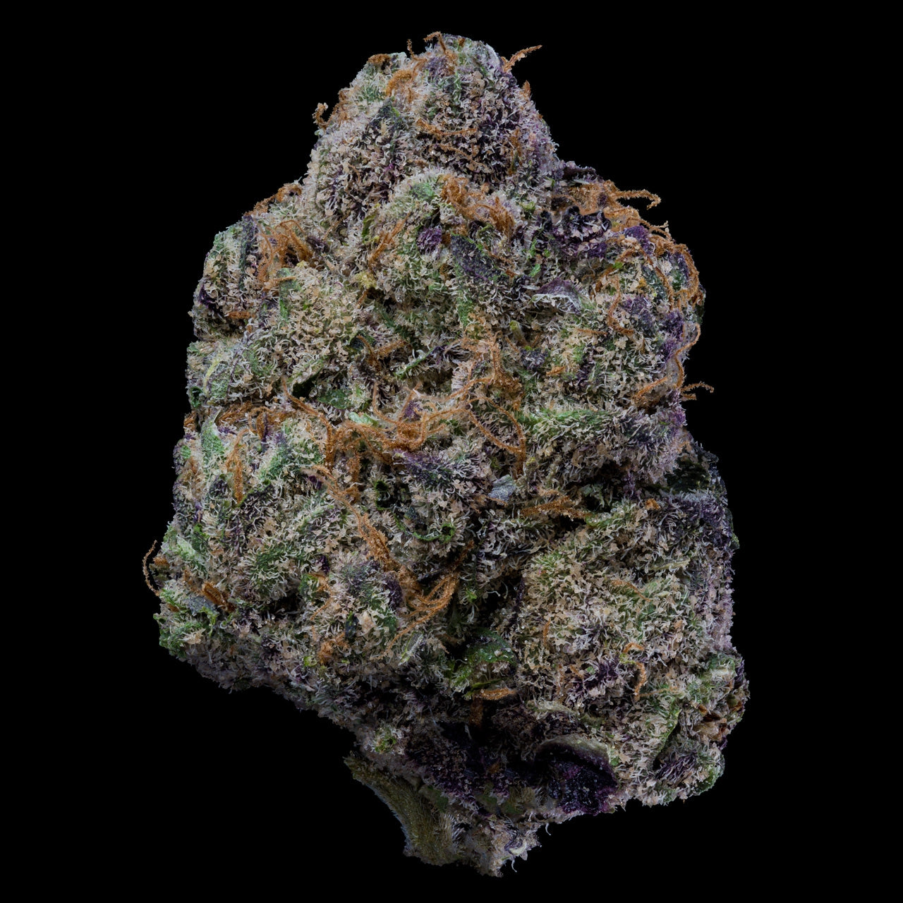 THE WOLF STRAIN, DOGWALKER OG X MEDELLIN, LEMONNADE FEMINIZED CANNABIS SEEDS