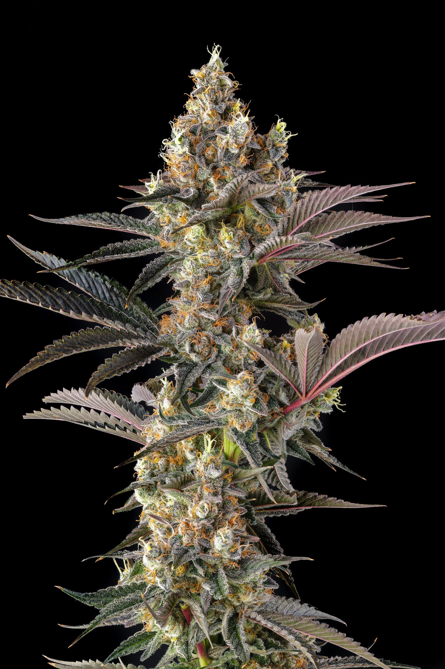 Tostones (Private Banana x Black Amber) FEM