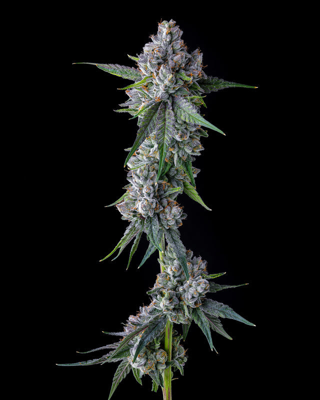 Trillianz (Triangle Kush S1 x Jokerz #31) FEM