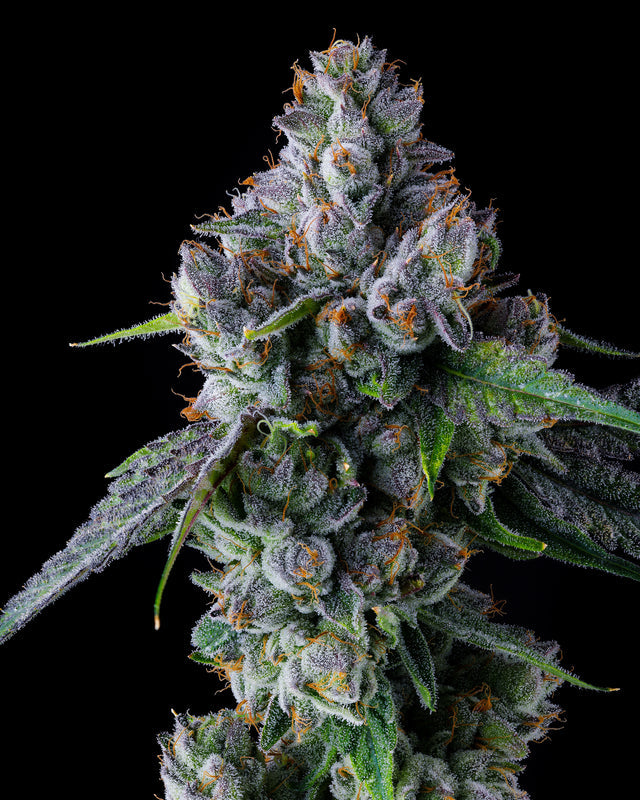 Trillianz (Triangle Kush S1 x Jokerz #31) FEM