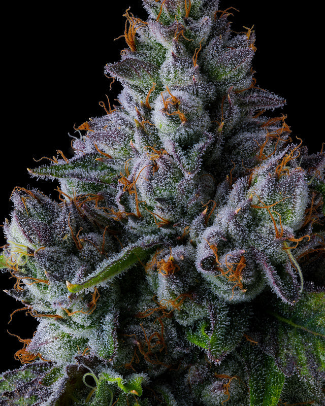 Trillianz (Triangle Kush S1 x Jokerz #31) FEM